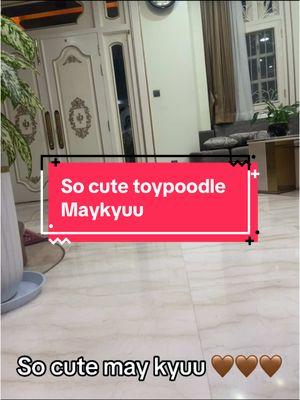 #maykyu #petclothing #toypoodle #petlovers #fashion #petwear 