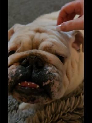 #socute #takeapicture #englishbulldog #bulldog #bulldogsoftiktok #bulldogs #englishbulldogs #englishbulldogsoftiktok 