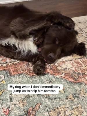 Yes he gets ear drops #newfoundland #bigdog #dog #newfie #fluffy 