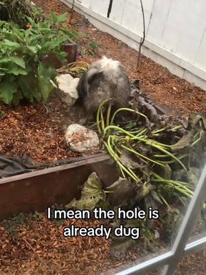 We don’t waste around here… #keeshond #spitz #gardentips