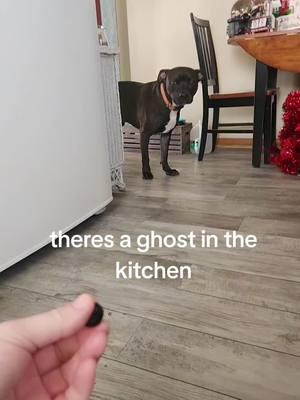 there must be a spirit in the kitchen cuz he's afraid of the kitchen for no reason. he's a big baby #pitbullsoftiktok  #pitbul #rescuedog #bubba #baby #spirit #ghosts #spooky #scared  @Nicole 