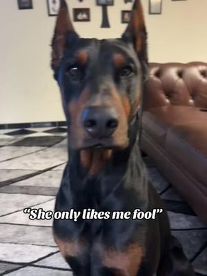 Tell them papas.#mexicandoberman #dobermanpincher #bigdogsoftiktok #European #American #protection #singleowner #rawfeed 