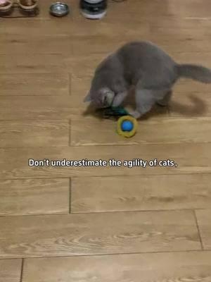 My cat crazy for it #cattoys #catball #catlover #catowner #catsoftiktok #catplaying #tiktokmademebuyit 