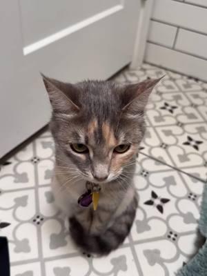 Sometimes forced bonding means you’re stuck in the bathroom while mom showers #catsoftiktok #dilutedcalico 