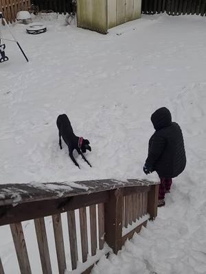 #greatdanesoftiktok #lucygoose #snowday #herfirstrealsnow #dogsjustwannahavefun #fypシ #kentucky 