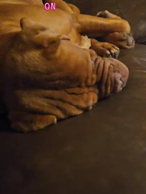 do they make a cpap for dogs? 🤣 #gus #gusgus #snoringdog #snoring #cpap #frenchmastiff #doguedebordeaux #thebestboy 