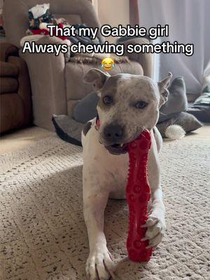 Gabbie girl is the best girl in the world. I don’t care what anyone says. 🥰🥰🥰🥰🐾🙂 #gabbiegirl #gg #gabbie #pitbull #rescue #adoptsontshop #pitbullsoftiktok #staffordshirebullterrier #bulldog #bulldogsoftiktok #staffie #mixedbreed #toy #chew #christmastoys #babygirl #spoiled #spoiledpitbill #fyp #dogmom #furchild #trending 