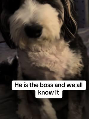 #bernedoodle #mydogismybestfriend #mydogistheboss #dogsoftiktok 