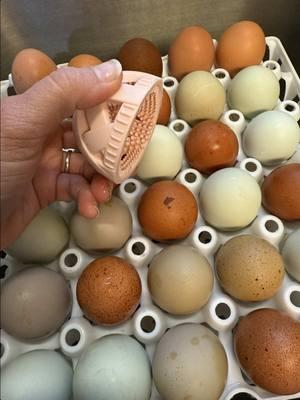 Nothing like a GoodEgg clean! 🧼✨ #MeyerHatchery #fyp #ChickenMath #SpeckledEggs #Marans #GoodEgg @GoodEgg—The Original Egg Brush 