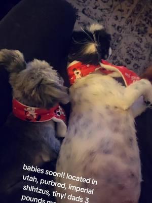 puppy loveeee #imperialshihtzulovers #tinypuppy #dueanytimenow😭💛 #mybabies #puppytiktok #puppiesonly #teacupdogs #tinydogsoftiktok #shihtzusoftiktok #imperialshihtzulovers #lookingtojoinfamily 