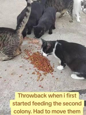 When I first started feeding the cats.  Ended up buying bowls and plates and moved them back to the woods  #tuxedocat #blackcats #tabbycat #cutecatsoftiktok #cutecats #cutecat #tnrworks #tnr #tnrsaveslives #fyp #cat #cats #catlovers #catmom #kitty #kittycat #catcolony #straycat 