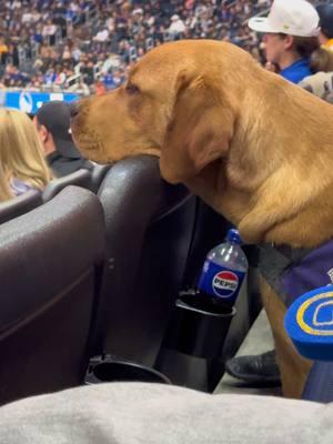 The best part of the game today 🦮#warriorsvskings #gswarriors #NBA #basketball🏀 #sacramentokings #chasecentersanfrancisco #sundaynightvibes #sanfrancisco 