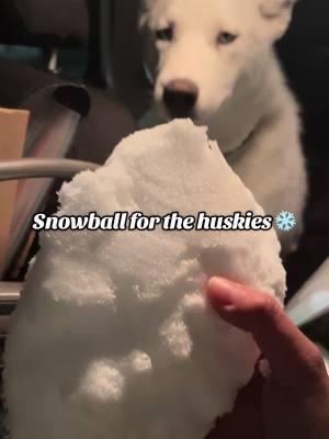 They love ice ❄️🤪🫶🏻 #snowball #huskiesoftiktok #fyp #snow #siberianhuskies #dogsoftiktok #dogseating #snowtok 