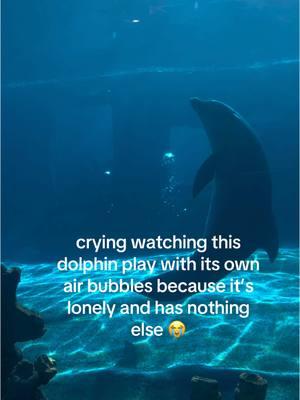 how will i ever recover from this 😭😭😭🥲  #dolphins #lonely #seaworld #for#you #fyp #para #ti #delfin #sea #trending 