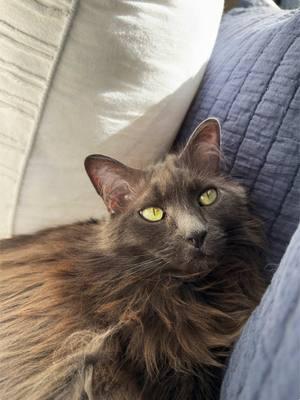 My magical green-eyed baby #fyp #fypシ #cat #catsoftiktok #rescue #domesticlonghair #nebelung #nebelungsoftiktok