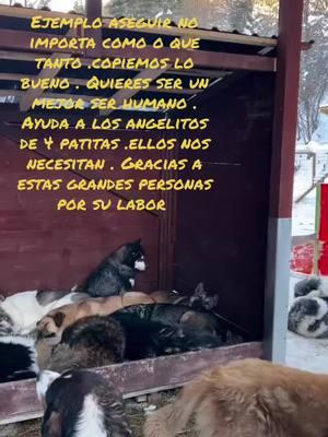 #tickviral #paratii #foryou #granejemplo #amor #dogs #granlavor#angelitos