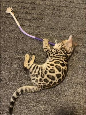 Indigo loves his toys, especially if they smell like catnip😝🐆 #bengalkitten #catsoftiktok #fyp #foryoupage #kitten #cattoys 