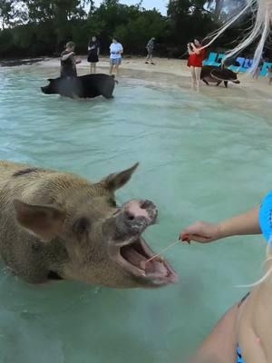 one of my favorite excursions 😍🐷🏖❤️ #paradise  #bahamas  #swimmingwithpigs  #piggy  #swimming  #travel  #traveltiktok 