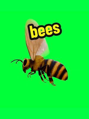 Bees #greenscreenchallenge #greenscreen #greenscreenvideo #greenscreeneffect #foryou #fyp #pfy #bee #bees 