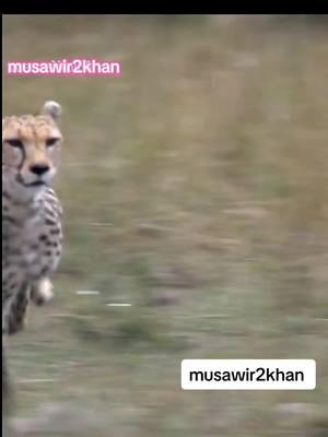 @Y Y 2 9 🍫 🍾 🥇 💸 🎥 reposed video#viralvideo #musawir2khan #animallovers #wedding #weddingtiktok #animales #foryoupage #1billionviews 