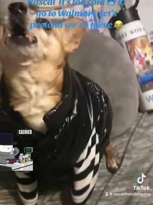 Hands down the cutest Walmart shopper💙🐕😀🍗#fy #walmart #shopping #senior#2025 #prayingdog #talkingdog #dogsoftiktok #chihuahua #chihuhuasoftiktok #pet #PetsOfTikTok #jesus #adorable #rescuedog #God #cutedog 