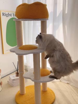 Flip your cat’s world upside down with the Fried Egg Cat Tree!#mewoofun #catsoftiktok #catlover #fypシ゚ #cattree