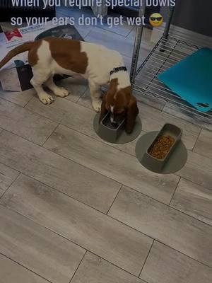 #lolanrita #mrnorman #puppy#cutepuppy #bassethound #dogsoftiktok #dogstory #cute #bassethoundsoftiktok