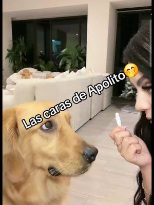 tan bello Apolito 😍 @Melissa Navarro #melissanavarro #soymelissanavarro #apolito 