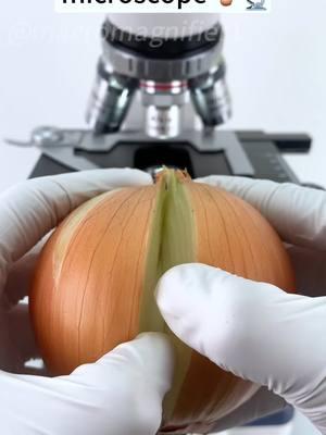 Onions at 400X magnification are so awesome!  #microscope #fun #funnyvideos #foryou #fyp #bestvideo 