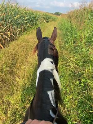 I dreamt of the moments this horse has given me. She’s so sour but so sweet. So opinionated but so honest. There will never be another like her. Horses are like people, they’re all individuals.  . . . . . . . . . . . . . . #gaitedhorse#gaitedmare#gaitedhorses#besthorseever#hearthorse#gaited#gaitedhorsesoftiktok#peruvianhorse#appendix#appendixhorse#gradehorse#gradehorses#painthorse#painthorsesoftiktok#painthorses#baypaint#tobiano#trailrider#trailride#trailridingwithfriends#trailriders#trailridersoftiktok#trailhorse#trailhorses#fyp#fypシ#equestrianlife#equestrianfyp#equestrianfyp✨🐴#ottb#painthorses#chestnuthorse#herdofhorses#herd#horseherd#ottb#thoroughbred#thoroughbreds#ottbsoftiktok#greyottb#greythoroughbred#betweentheears#trailridersoftiktok#blackequestrian#blackcowgirls#blackcowgirl#hearthorse#brokebestfriend#fortheloveofthehorse#rideordie#rider#zydeco#twh#tenneseewalker#pasofino#pasofinohorse#freisian#cowgirl#cowgirlup#horsecolorgenetics #tennesseewalkinghorse#tennesseewalker#twh#tennesseewalkers#tennesseewalkinghorses#letemwalk#horseforsale#horseonsale#horsesale#newhorse#newhorses #gaitedhorse#gaitedmare#gaitedhorses#besthorseever#hearthorse#gaited#gaitedhorsesoftiktok#peruvianhorse#appendix#appendixhorse#gradehorse#gradehorses#painthorse#painthorsesoftiktok#painthorses#baypaint#tobiano#trailrider#trailride#trailridingwithfriends#trailriders#trailridersoftiktok#trailhorse#trailhorses#fyp#fypシ