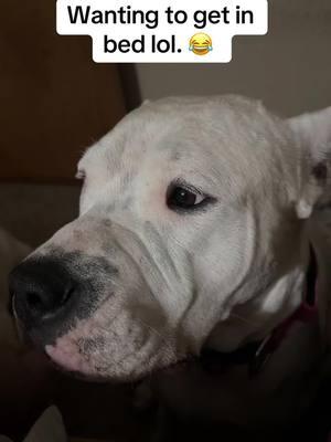 The girls asking to get in bed. Lol. #dogo #dogoargentino #thedogodaddy #Love #sleep #goodnight 