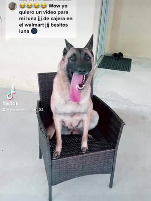 Luna es la mejor sin dudas #valerodogtrainingK9 #DogTraining #traingdog #belgianmalinois 