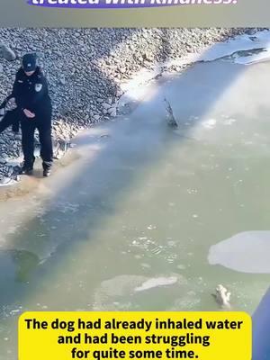 👮‍♂️❄️ 🐶 Every life deserves to be treated with kindness!  ❤ Recently, in Gansu, China, a police officer rescued a dog trapped in ice despite the harsh cold. 👍 #Dog #PoliceOfficer #Gansu #heartwarming 