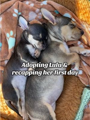 Meet our newest addition - Lulu 💗 adopted from IG: pawsitivebeginningsla #newpuppy #chihuahua #dauschundsoftiktok #rescuedog #adoptdontshop 