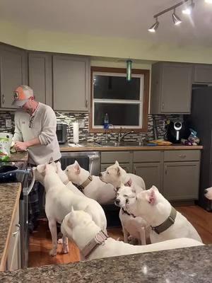 These are Dogo Argentino's a breed that hunts wild boar and cougars.#thedogodaddy #dogoargentinousa #dogoargentino #dogo #dog