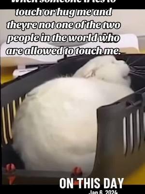 #onthisday #introvert #ahahhahhh #nono #notouchy #fyp #foryou #ginarivera #herekittykittykitty #🐈‍⬛ #😂 #accurateAF #2025 #🥰 #nofreehugs #donotdisturb 