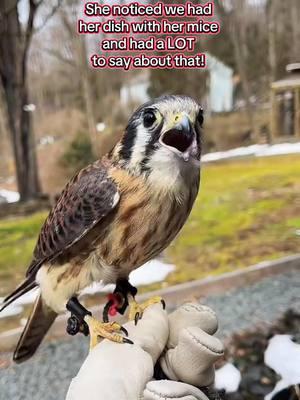 Salsa is a human imprinted female American kestrel. Kept illegally as a pet as a young bird, she imprinted to humans and can’t be returned to the wild. ALWAYS seek help from a licensed  rehabber if you find an injured/orphaned bird. It takes a village ❤️ #salsa #kestrel #falcon #imprint #lovemyjob #dayinthelife #lovethisgirl 