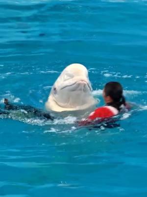 Dolphins perform so cute #dolphins #dolphin #foryou #trending #dolphintiktok 