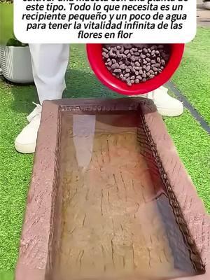 Te gustará esto #TikTokShop #lotusseed #LotusSeeds #GardeningLove #GardeningTips #BeautifulGardens #NatureBeauty #GardenLife #PlantTutorial #FlowerPlanting #GreenLiving #diygardening