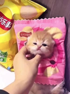 - Baby kitens😘❤️❤️#pet #cat #catsoftiktok #cutecat #cutecatvideos #lovecat #kitten #kittensoftiktok #lovecatsoftiktok #fy 