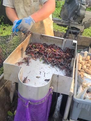 crawfishin#fyp #atchafalayabasin #familytradition #cajun #southlouisiana #crawfishing 