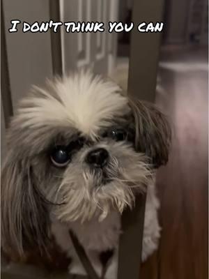 My 5lb shihtzu got his lil head stuck in the dog gate!… Cash!  #shihtzusoftiktok #shihtzu #nydog #dogrescue #fyp 