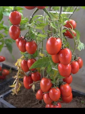 Growing Tomatoes is easy ##tomatoes #gardening 