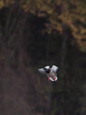 Single dropping in #fypシ #fyp #ducks #waterfowl #duckseason #mallard #greenhead #arkansas #Outdoors #birds #duck #wallmedia #photography #wildlifephotography #canon 