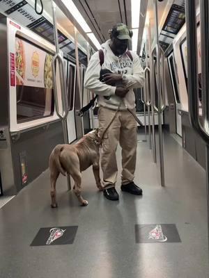 Flight back from Miami was terrible I hurt my left knee jumping off training table so I couldn’t stretch out like I wanted to look at 1942 aka preach he knows my knee is in pain so he stays on my left side for support the best #xlamericanbully in the world #servicedog #servicedoglife #manbestfriend #atlantadogs #protection #familypet 