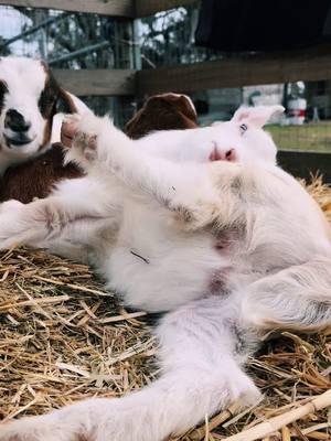 When you have a itch but are also super sleepy…lol Sugar is too cute 🥰 #goats #goat #goatsoftiktok #Love #sleep #cute #farm #fatmlife #baby #cutenessoverloaded #trend #viral #bts #fyp #aniamls #goviral #bekind #lovewhereyoulive #monday #florida 