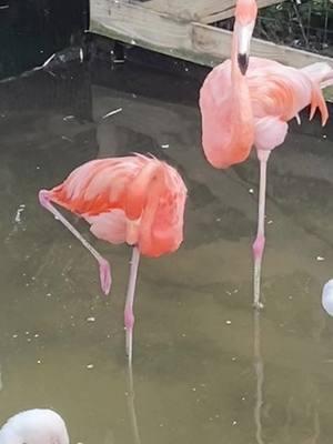 #pink #pinkback #god #flamingos