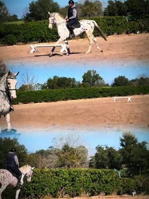 Kidimieu in training here in the United states 😍  #Warmblood #stallion #sellefrancais #cso #pferd #caballo #horses #leopard #fyp #equestrian #horsebackriding #horsebackriding 