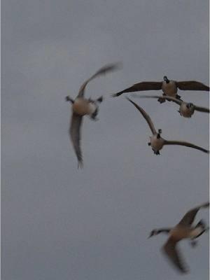 When the geese start maple leaf racing to get in the spot. One of the best shows in waterfowl hunting !!  - - - #geese #canadagoose #waterfowl #wildfowl #waterfowlphotography #waterfowlhunting #goosehunting #waterfowlseason #wildlife @AF Waterfowl @Ducks Unlimited @Presley’s Outdoors🦌🦆 