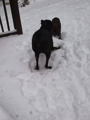 Zo 🐻 wants snow thrown at him. Definitely a day of lots of #snow #play #twoboxersdelray #PetsOfTikTok #boxers #dogs 